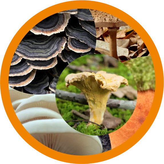 Pilze als Merkur-Beispiele
